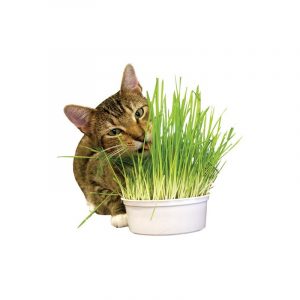 Includes Dirt and Seeds to Plant