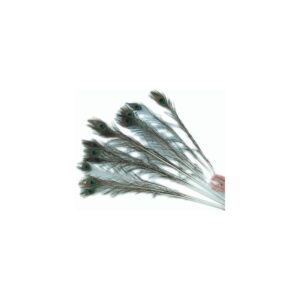 Pretty peacock feathers that your cat will love.