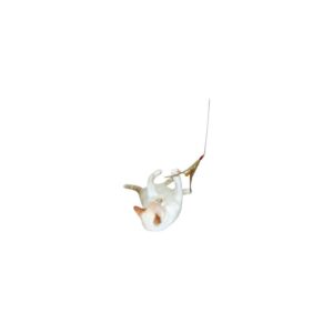 Cats love the flapping feathers!