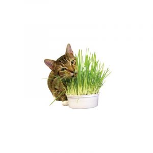 Imperial Cat Easy Grow Oat Grass Kit