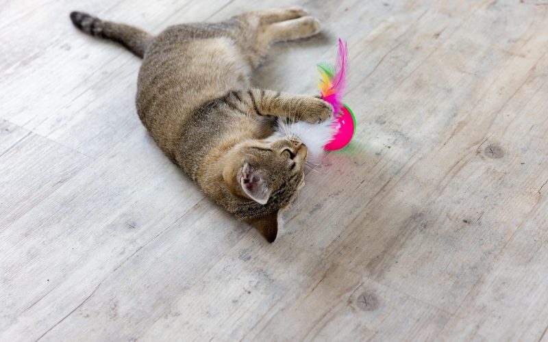 cat, playing cat, nature, pet, animal, feline, domestic cat