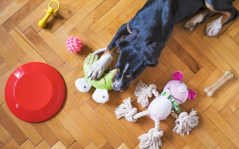 dog toys, pet, animal, dog playing, dog chew toy, dog frisbee, dog rope, dog bone, dog ball, dog, puppy