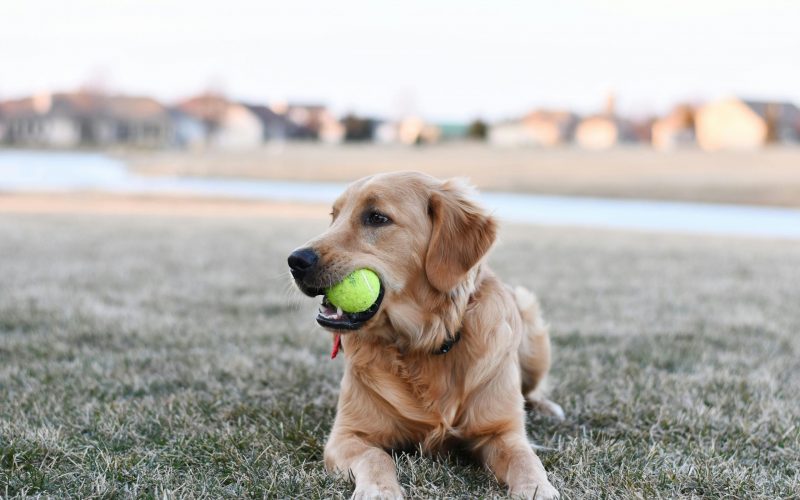 Cute golden retriever playing outdoors with a tennis ball.