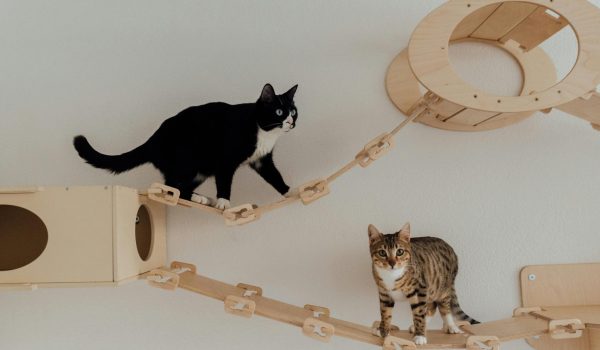 Two cats exploring an indoor wooden cat tower. Ideal for pet lovers and home decor inspiration.